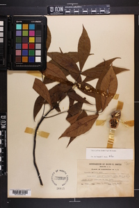 Carya pallida image