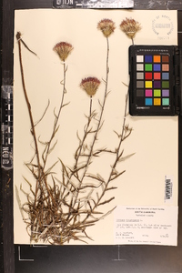 Cirsium virginianum image