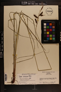 Carex verrucosa image