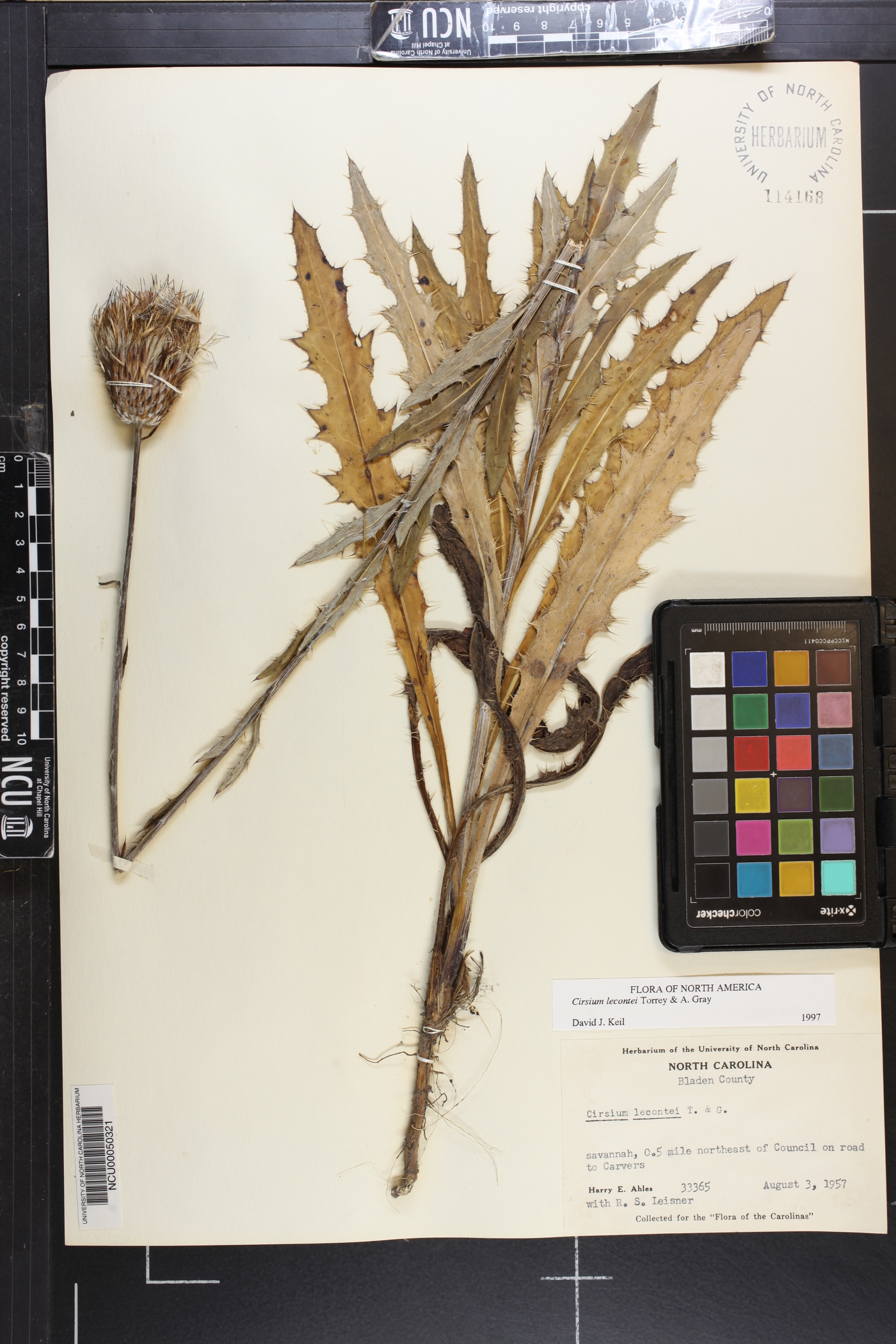 Cirsium lecontei image