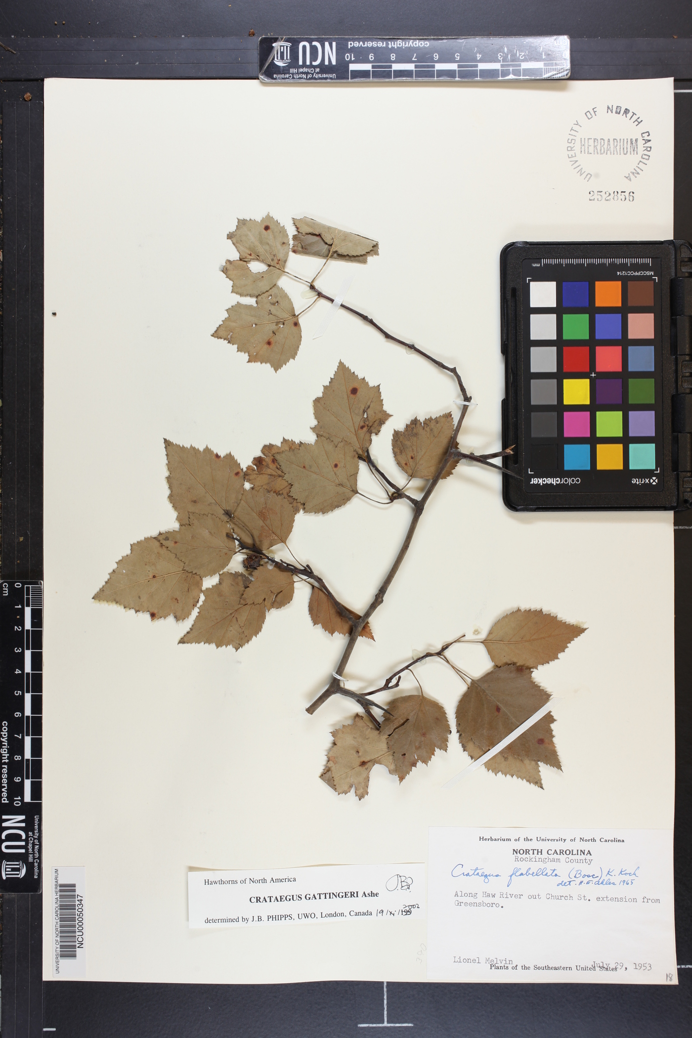Crataegus gattingeri image