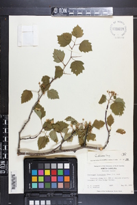 Crataegus dissona image