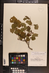 Crataegus pruinosa image