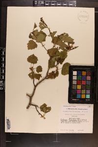 Crataegus pruinosa image