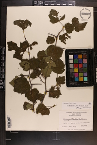 Crataegus pruinosa image