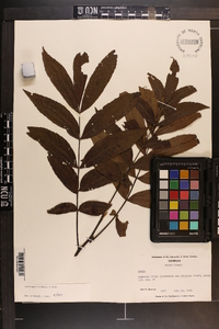 Carya aquatica image