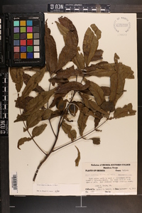 Carya aquatica image