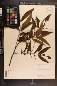 Carya aquatica image