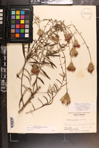 Cirsium virginianum image