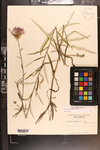 Cirsium virginianum image