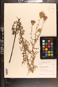 Cirsium virginianum image