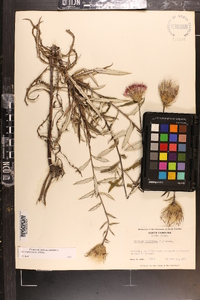 Cirsium virginianum image