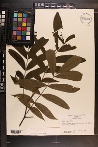 Carya aquatica image