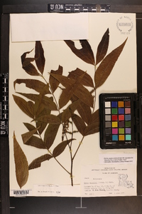 Carya aquatica image