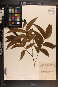 Carya aquatica image