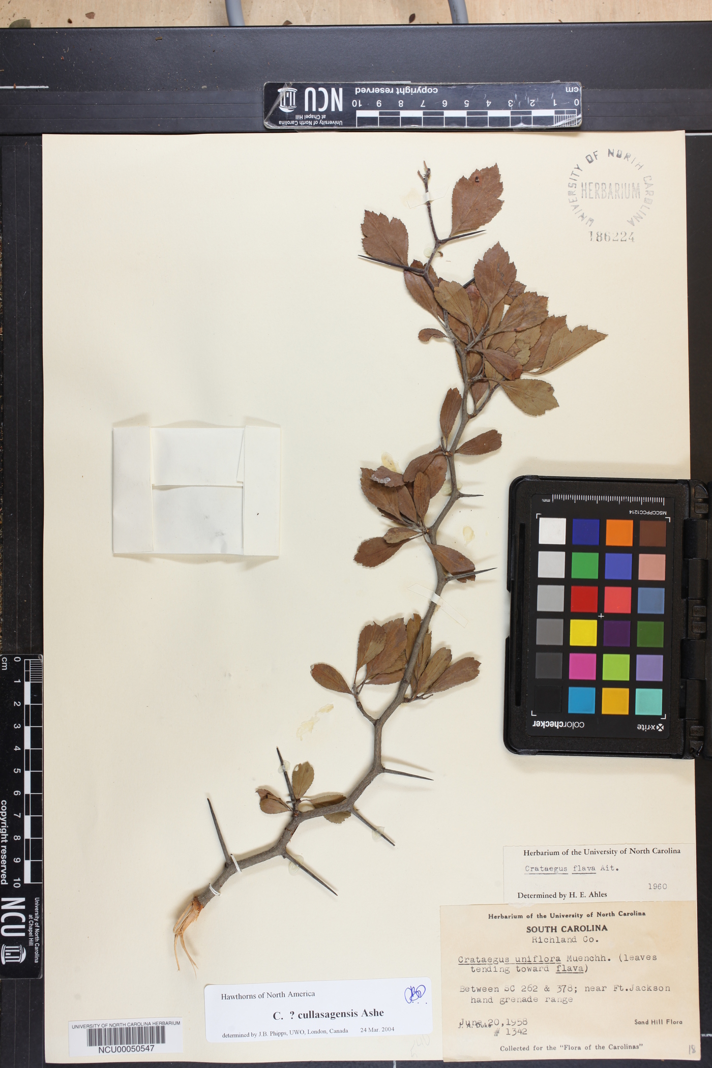 Crataegus alleghaniensis image