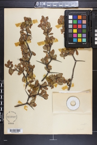 Crataegus alleghaniensis image