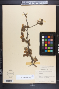 Crataegus alleghaniensis image