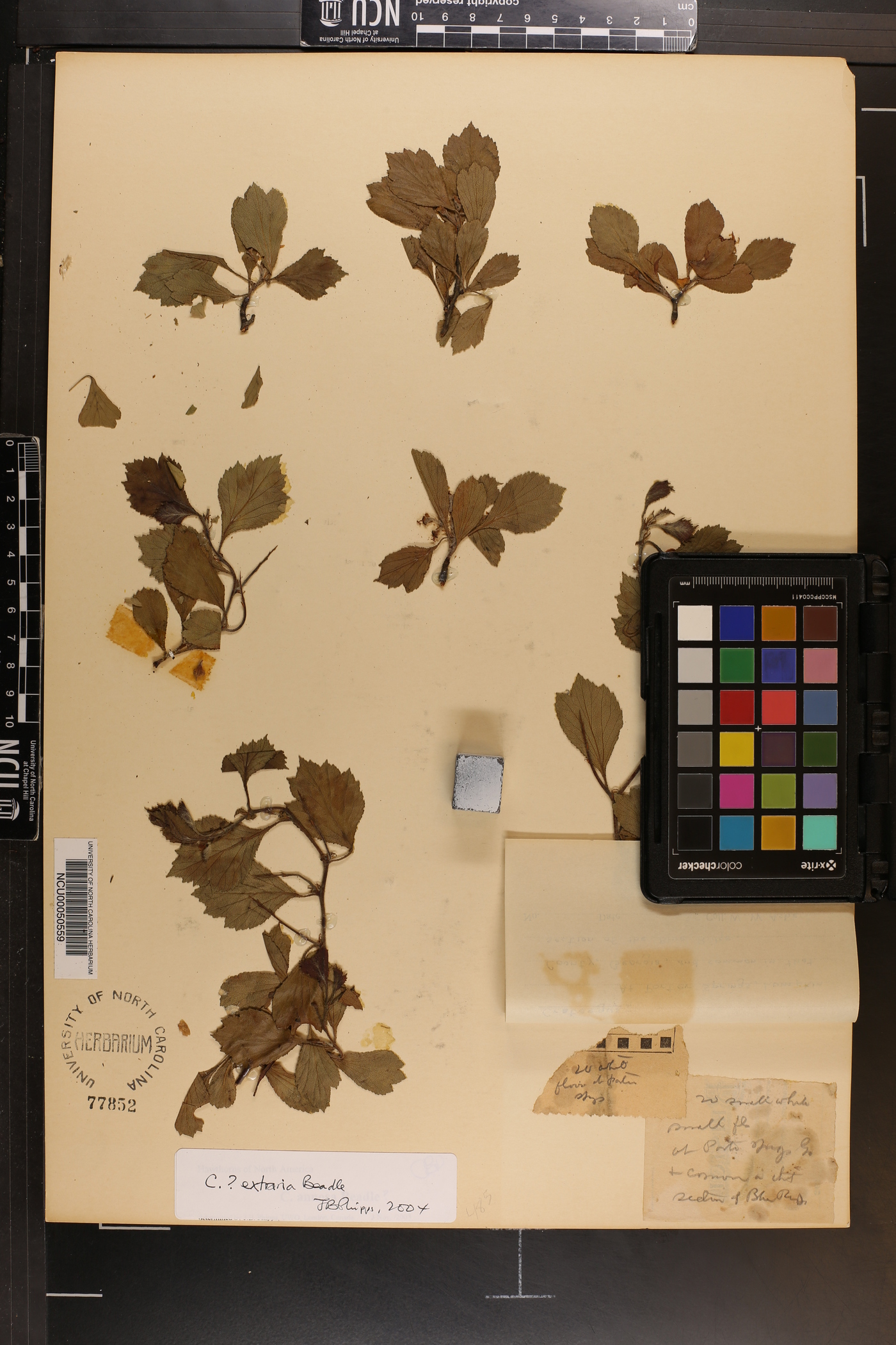 Crataegus extraria image