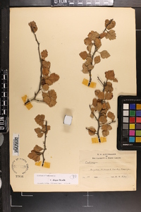 Crataegus dispar image