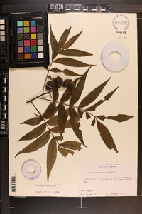 Carya aquatica image