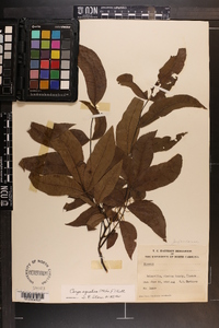 Carya aquatica image