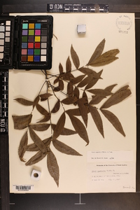 Carya aquatica image