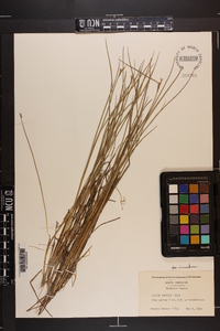 Juncus debilis image