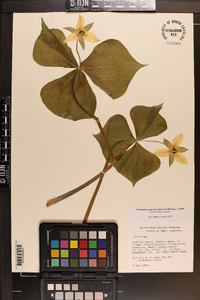 Trillium simile image