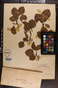 Crataegus ravida image