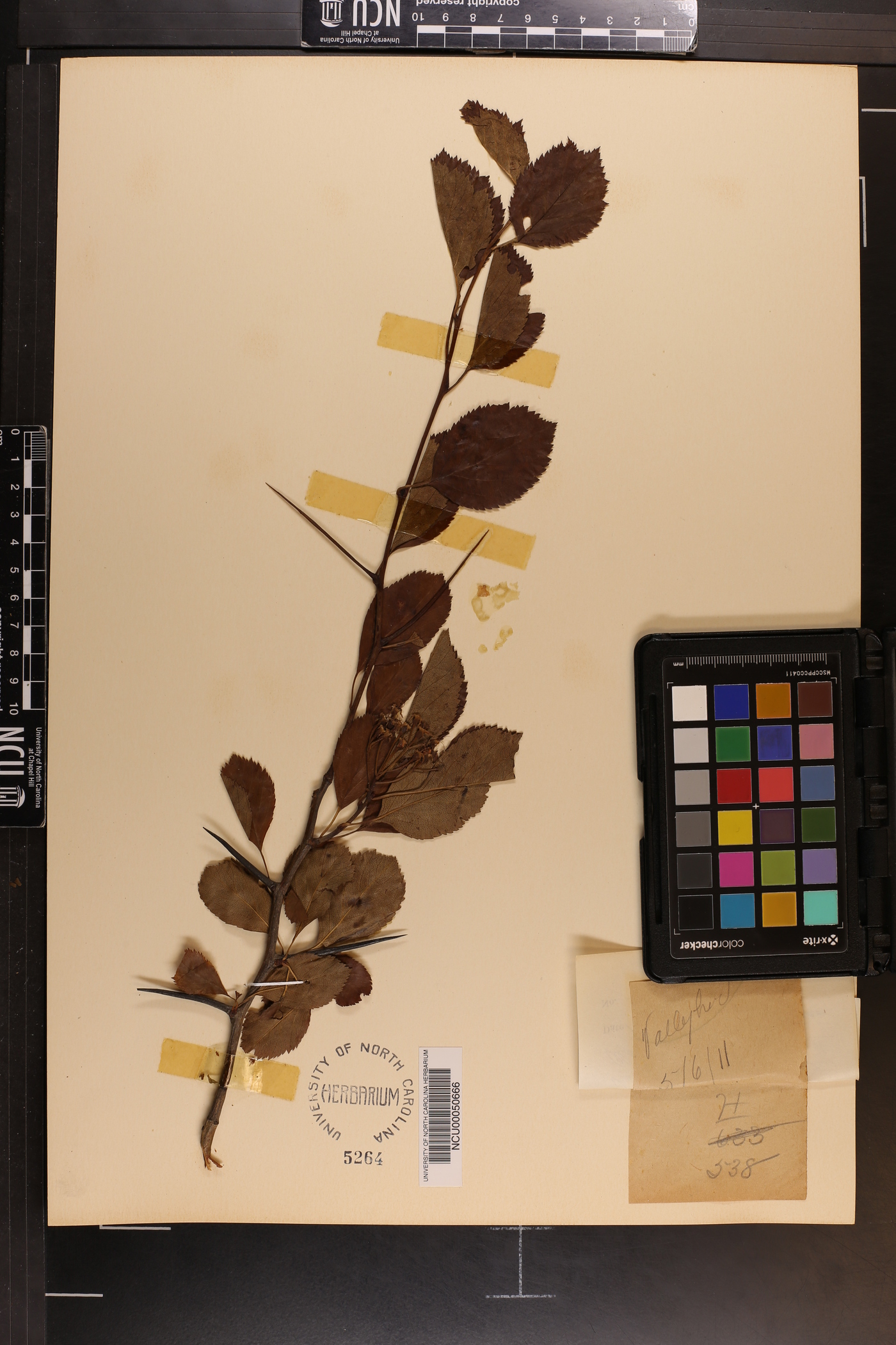 Crataegus regalis image
