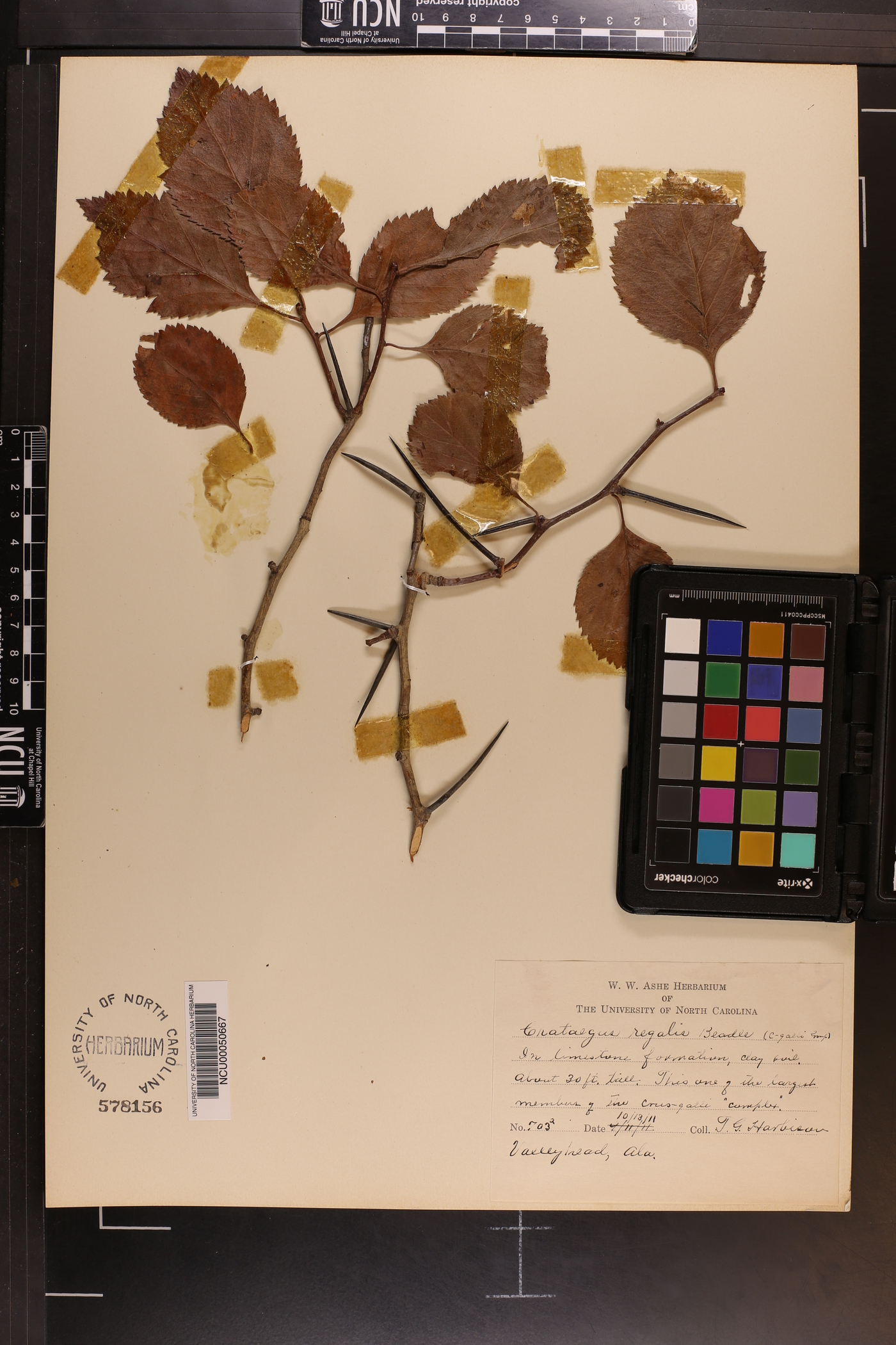 Crataegus regalis image