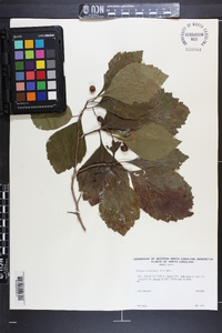 Crataegus calpodendron image