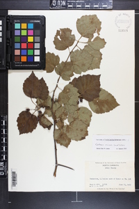 Crataegus pruinosa image