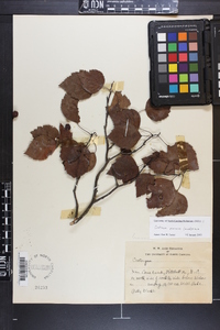 Crataegus pruinosa image