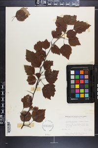 Crataegus pruinosa image