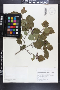 Crataegus pruinosa image