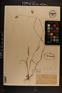 Phalaris caroliniana image