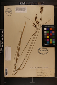 Carex glaucescens image