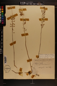 Tipularia discolor image