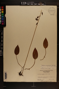 Tipularia discolor image