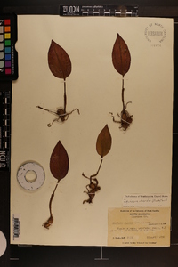 Tipularia discolor image