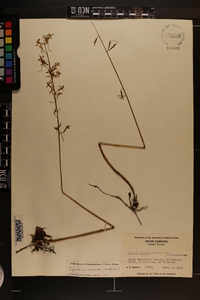 Tipularia discolor image