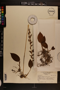 Tipularia discolor image