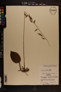 Tipularia discolor image