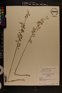 Tipularia discolor image