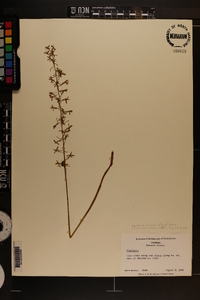 Tipularia discolor image