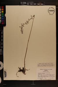 Tipularia discolor image