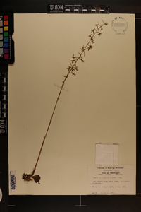 Tipularia discolor image