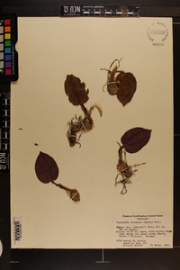 Tipularia discolor image